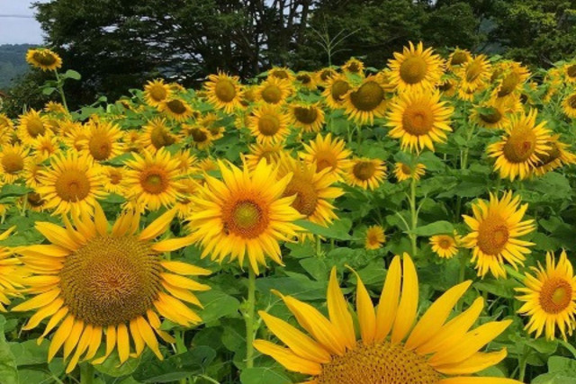 神奈川県立秦野戸川公園「ひまわり」【秦野市】